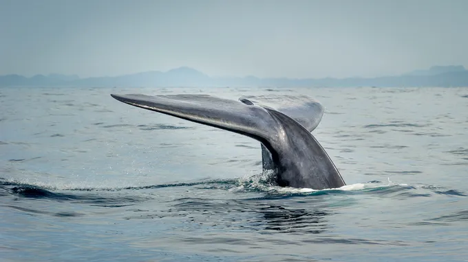 The fluke of a blue whale above the water as the whale dives down