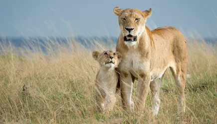 A lion cub looks up at a lioness as they stand together in a windy grassland.