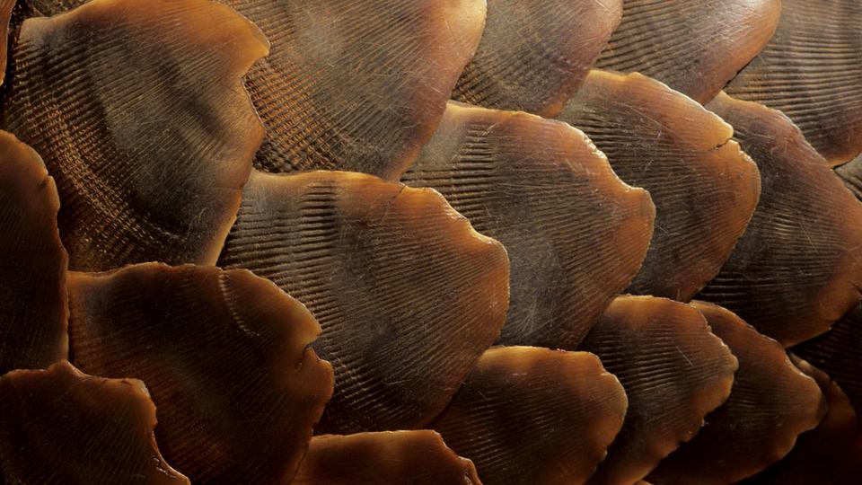 A close up of a pangolin's brown, curved scales that are reddish orange at the ends