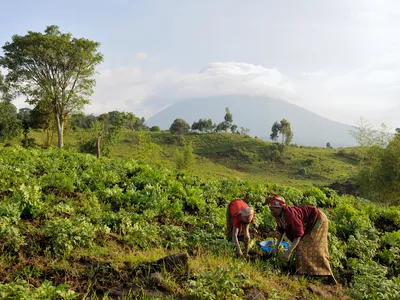 Twp women harvest potatoes on a green hillside with mountains in the background near Boukima village, Virunga National park