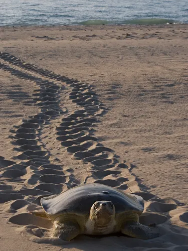 A female flatback sea turtle (Natator depressus) crawling up beach to nest in dunes.