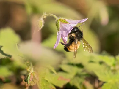 A yellow and black Mexican bumble bee gathers nectar from a purple flower among greenery