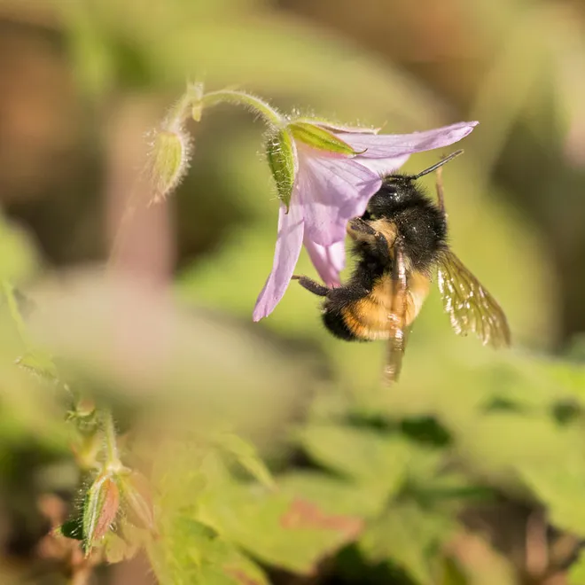 A yellow and black Mexican bumble bee gathers nectar from a purple flower among greenery