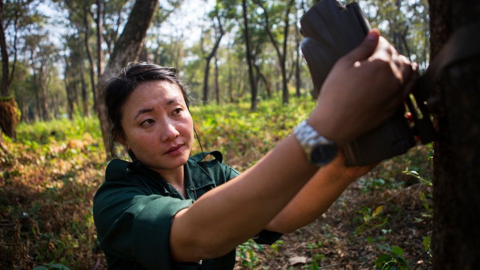 Singye Wangmo, Senior Forestry Officer at Royal Manas National Park, installs a camera trap on a tree to track tigers