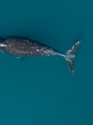 A dark gray bowhead whale in teal water photographed from above