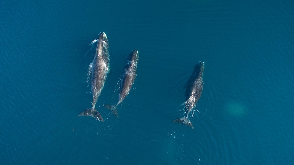 Three bowhead whales in teal water photographed from above