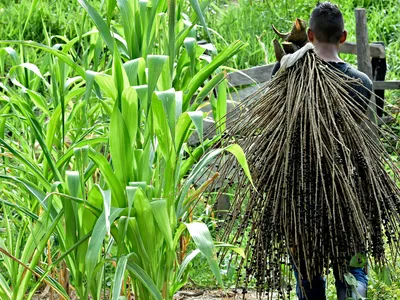 A person photographed from behind carries branches with acai next to a field of bright green crops