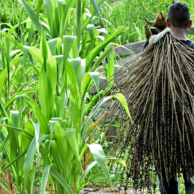 A person photographed from behind carries branches with acai next to a field of bright green crops