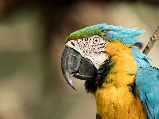 A close-up of a wild blue-and-yellow macaw in the llanos of Colombia.