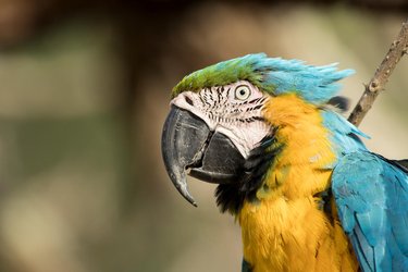 A close-up of a wild blue-and-yellow macaw in the llanos of Colombia.
