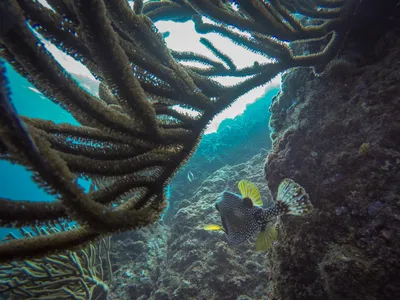 A reef fish swims underneath some soft coral.
