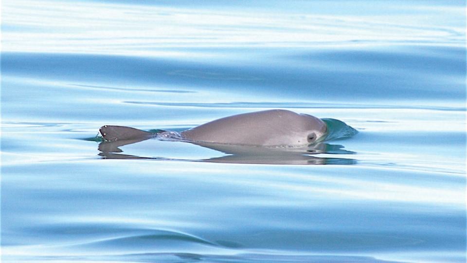 A gray vaquita with a dark eye surfaces above smooth blue ocean waters