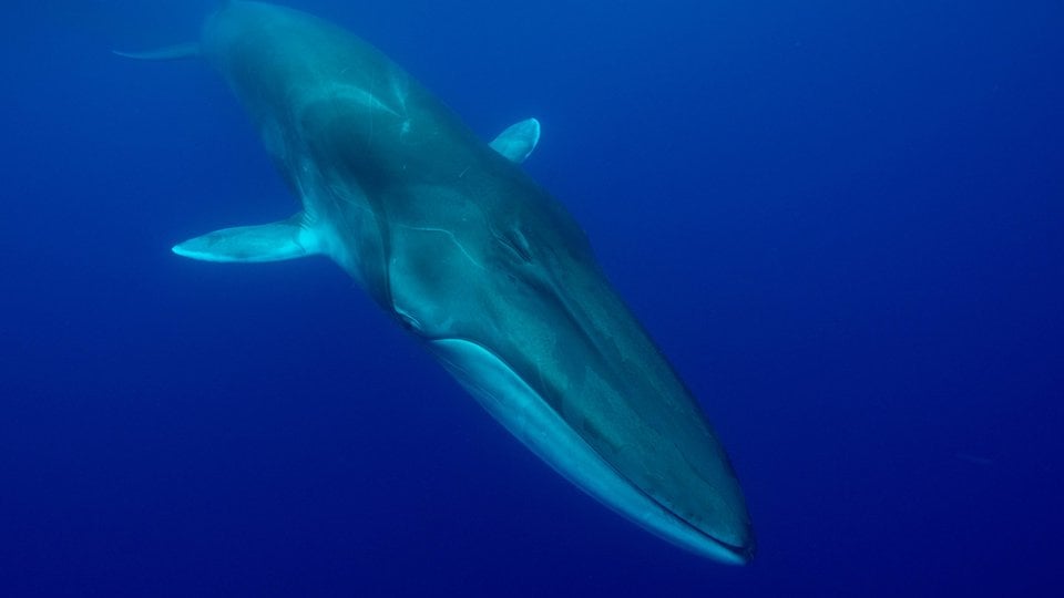 A fin whale swims down under water