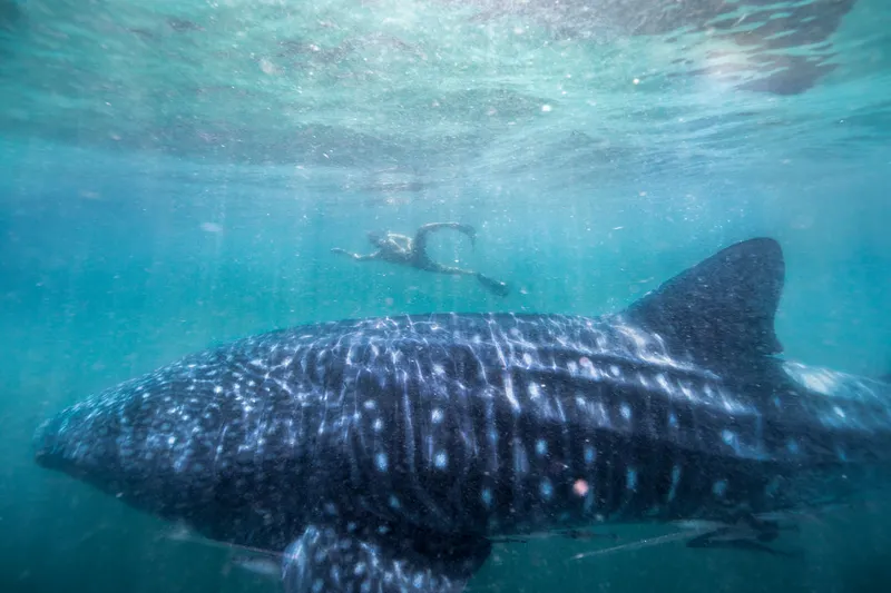 A giant whale shark with white spots swims close to the camera while a diver swims alongside it in the background