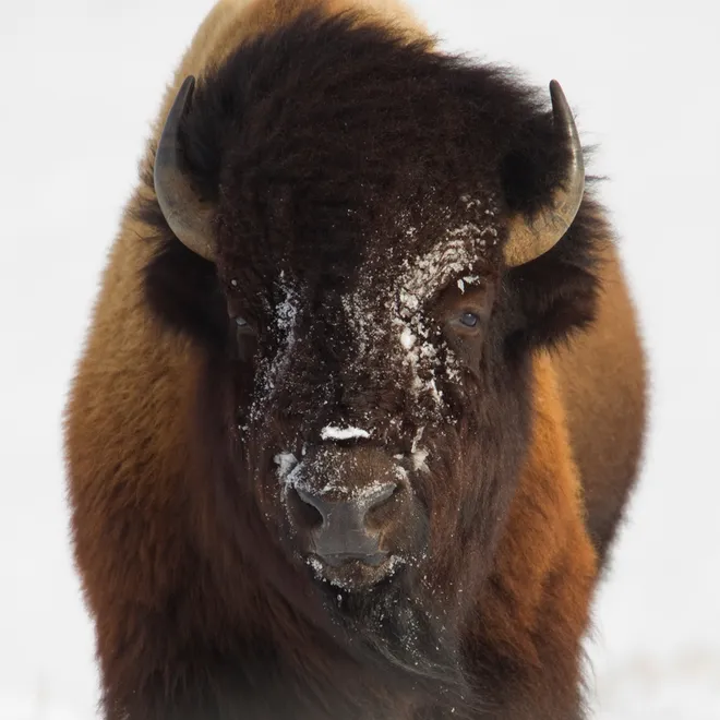 A close-up of a bison standing in the snow with a dusting of snow on its face
