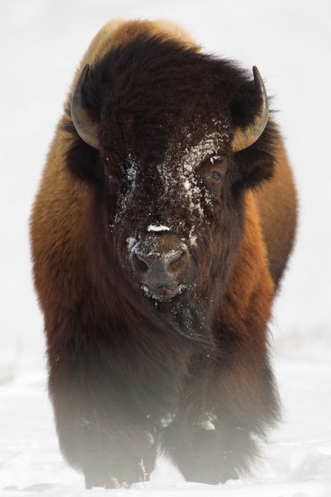 A close-up of a bison standing in the snow with a dusting of snow on its face