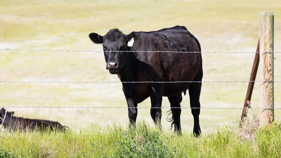 A dark cow looks out over a fence