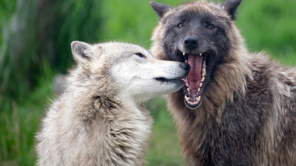 Two gray wolves, one white and one grey, act playfully in Alaska
