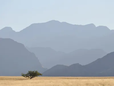 A single green tree grows among brown grass in the Marienfluss Conservancy, Kunene region, with large dark gray mountains in the background