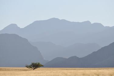 A single green tree grows among brown grass in the Marienfluss Conservancy, Kunene region, with large dark gray mountains in the background