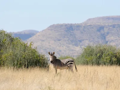 A zebra stands among tall brown grass with green bushes and mountains in the background on a sunny day