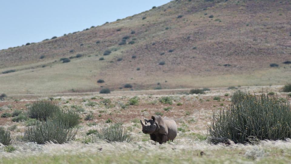 A rhino stands among green grasses in front of a gray mountain with a swoop of blue sky