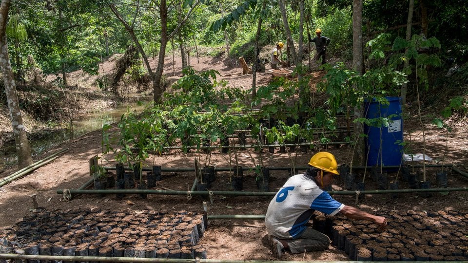 A person kneels down in a yellow helmet in the forest as part of a nursery project in Sumatra, Indonesia
