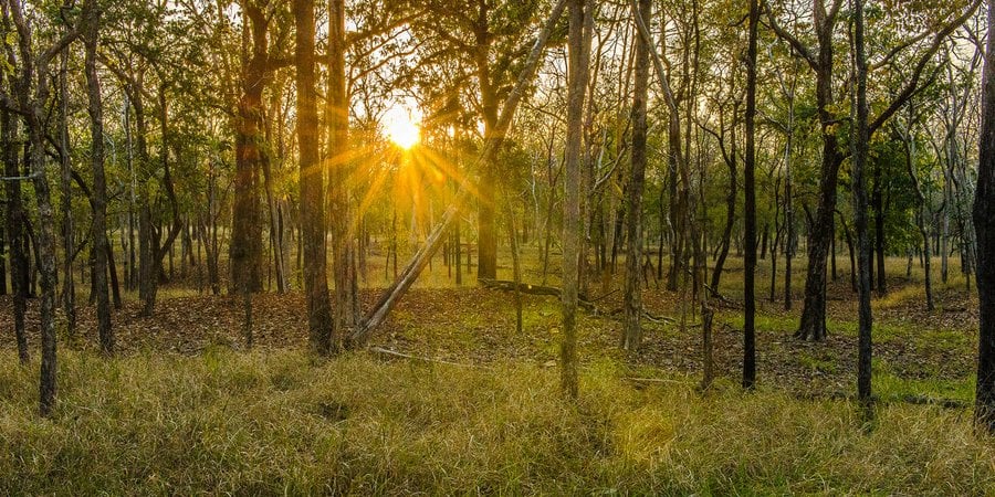 The sun shines through sparse trees and grasses on a savanna in India
