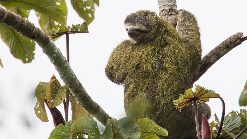 A brown-toed sloth with green algae covered fur perches in a tree inside Reserva Ecológica de Guapiaçu, Brazil