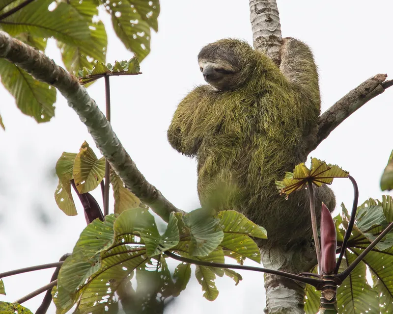 A brown-toed sloth with green algae covered fur perches in a tree inside Reserva Ecológica de Guapiaçu, Brazil