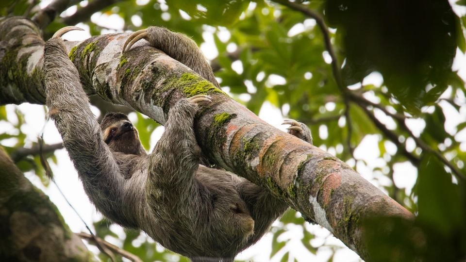 Brown-throated sloth in a tree near the Tiskita Jungle Lodge, Costa Rica