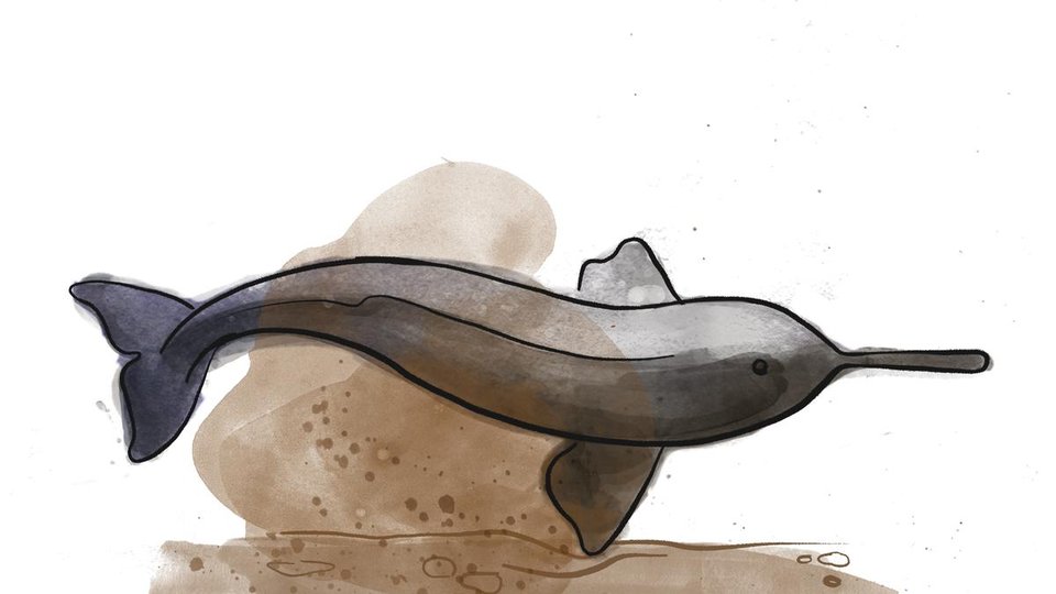 Illustration of a dark gray Indus River dolphin on a brown background