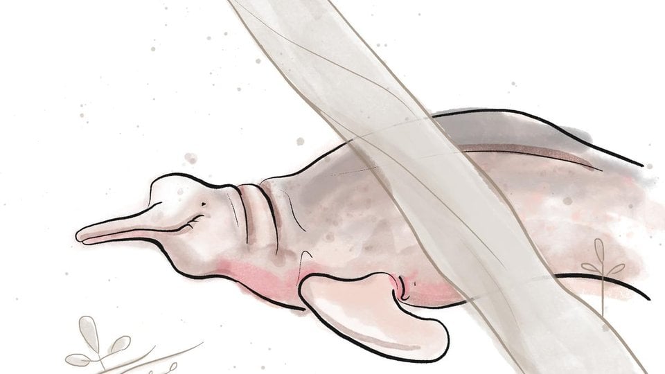 Illustration of a pink and gray Amazon River dolphin on a white background