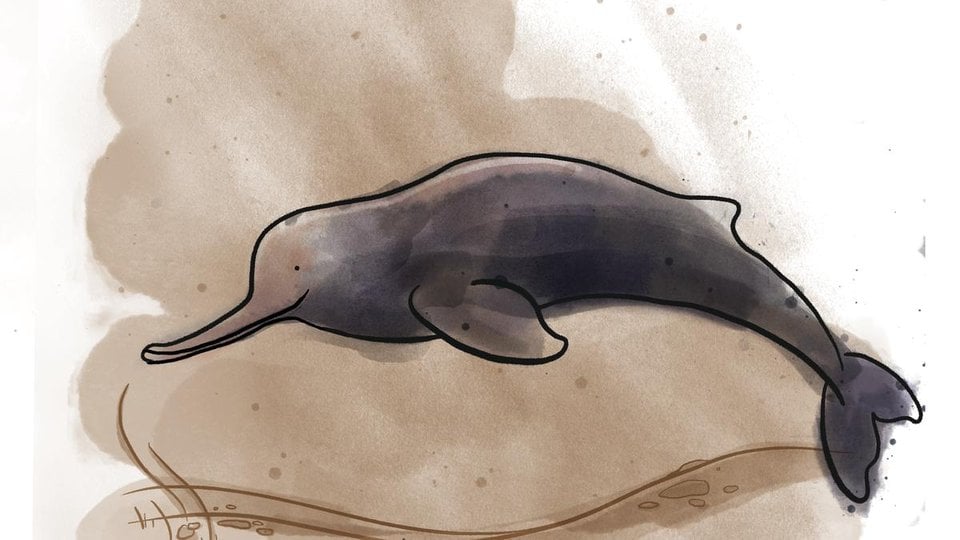 Illustration of a dark gray Ganges River dolphin on a brown background