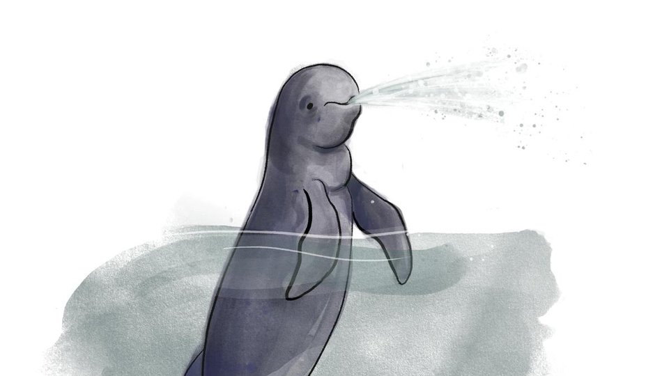 Illustration of a gray Irrawaddy River dolphin poking its head above water and spraying water