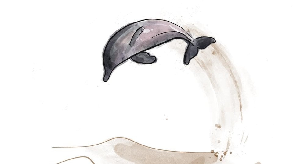 Illustration of a gray Tucuxi dolphin leaping out of the water