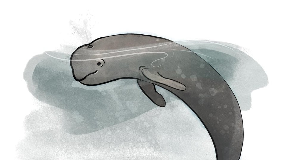Illustration of a dark Yangtze Finless river porpoise on a gray background