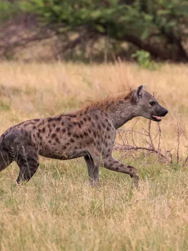 a spotted hyena travels through the grasses of the Qorokwe concession, Okavango Delta, Botswana