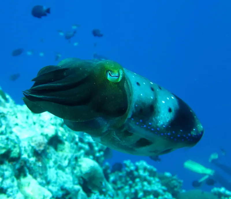 A broadclub cuttlefish with browns and blues against a bright blue ocean
