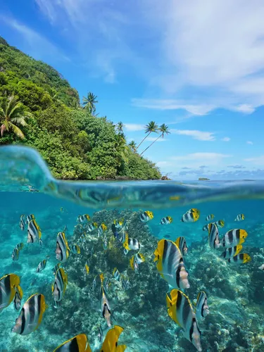 Over and under the sea near the shore of a lush wild coast with a school of tropical fish underwater split by waterline.