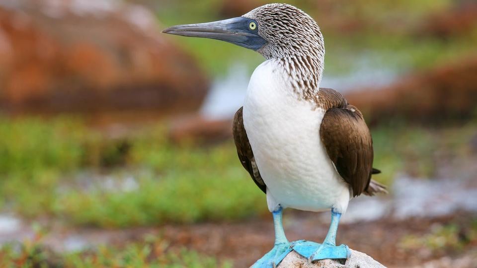 A blue-footed booby with blue feet and white and brown feathers looks off to the side while standing on a rock