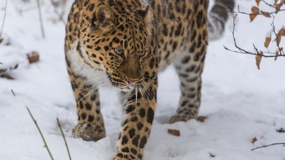 An Amur leopard with a brown and black-spotted coat walks through the snow