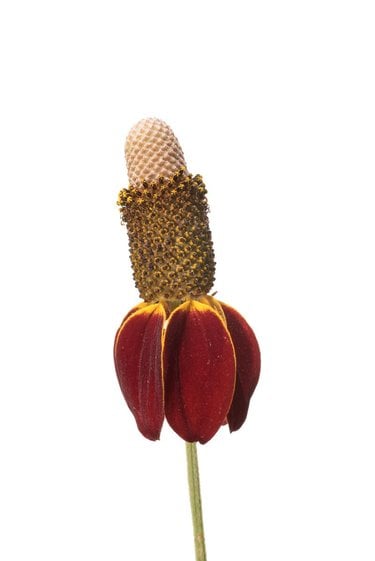 A Mexican hat prairie cone flower with dark red petals, a hint of yellow and a brown cone top