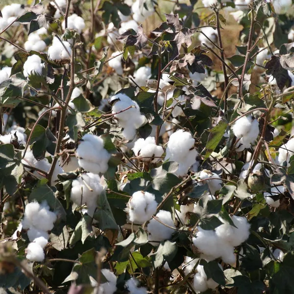 close up of field of cotton
