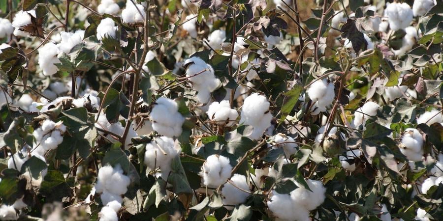 close up of field of cotton