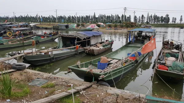 Boats tied to the bank of a river