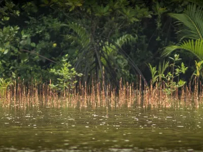 Wetland landscape
