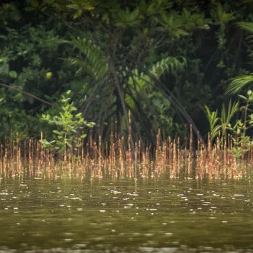 Wetland landscape