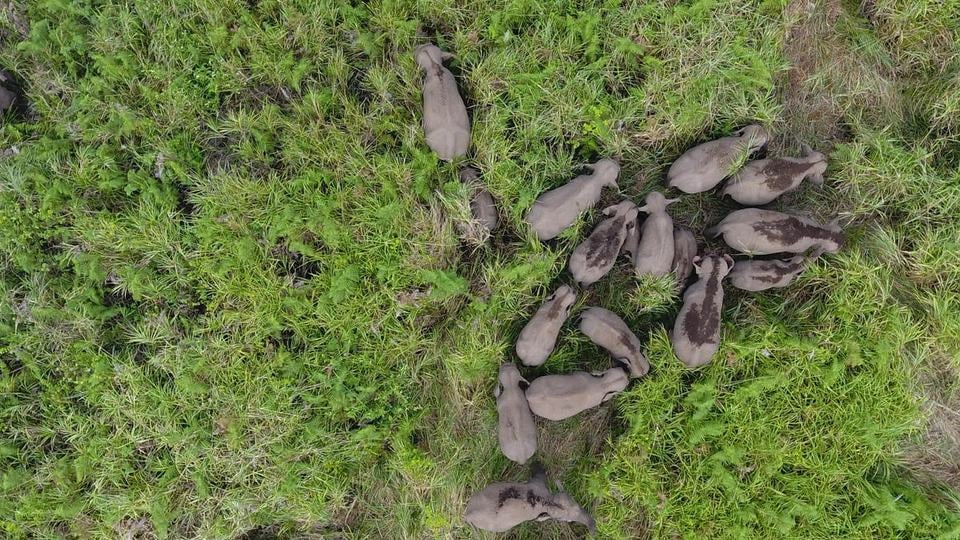 An aerial view of a herd of gray Sumatran elephants making their way through rich greenery
