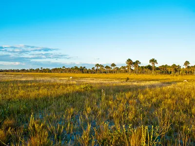 A vast expanse of brown and green grasses with tropical trees and blue sky in the distance